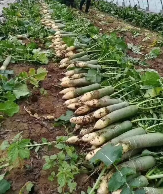 “新义”潍县萝卜被认定为绿色食品A级产品，18日人民广场品尝