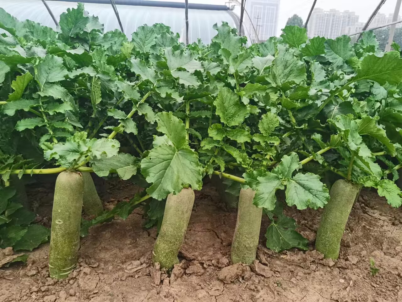 口感清香、汁多且甜的潍县萝卜18日在人民广场等待市民品尝