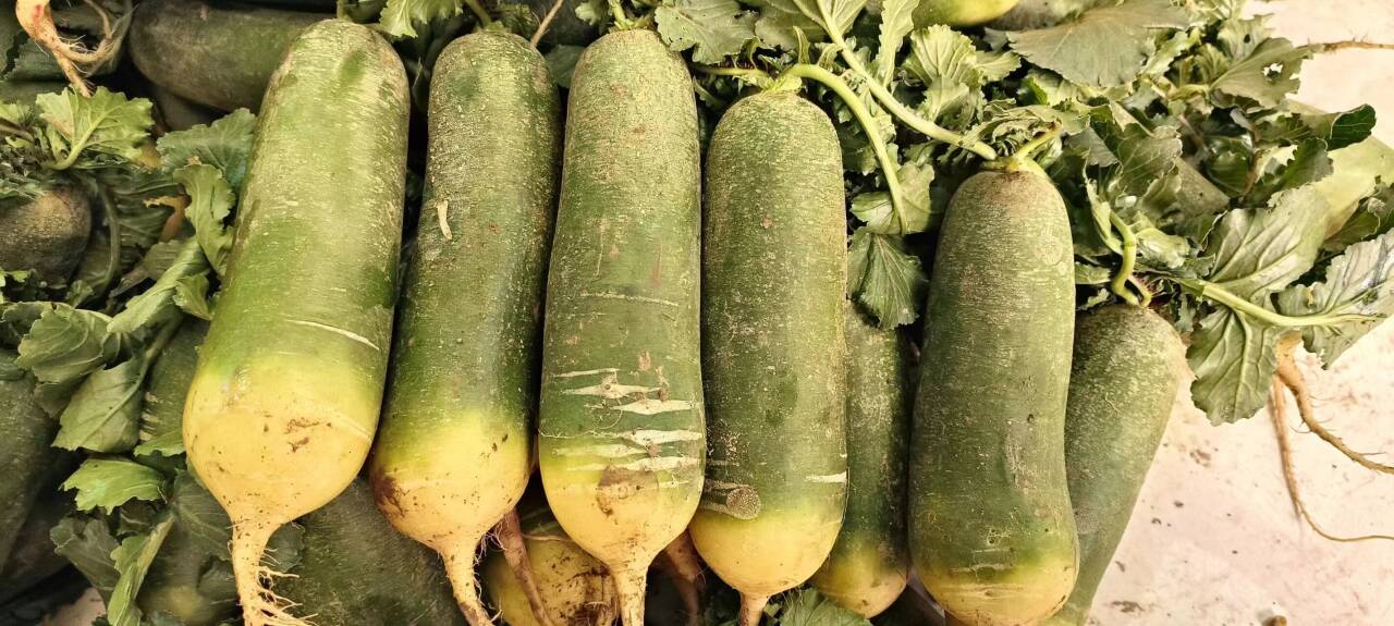 富硒冰糖心萝卜将亮相潍县萝卜市民品鉴会，18日来人民广场品尝