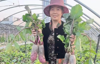 昔日宫廷美食—潍县萝卜，18日来人民广场共品尝