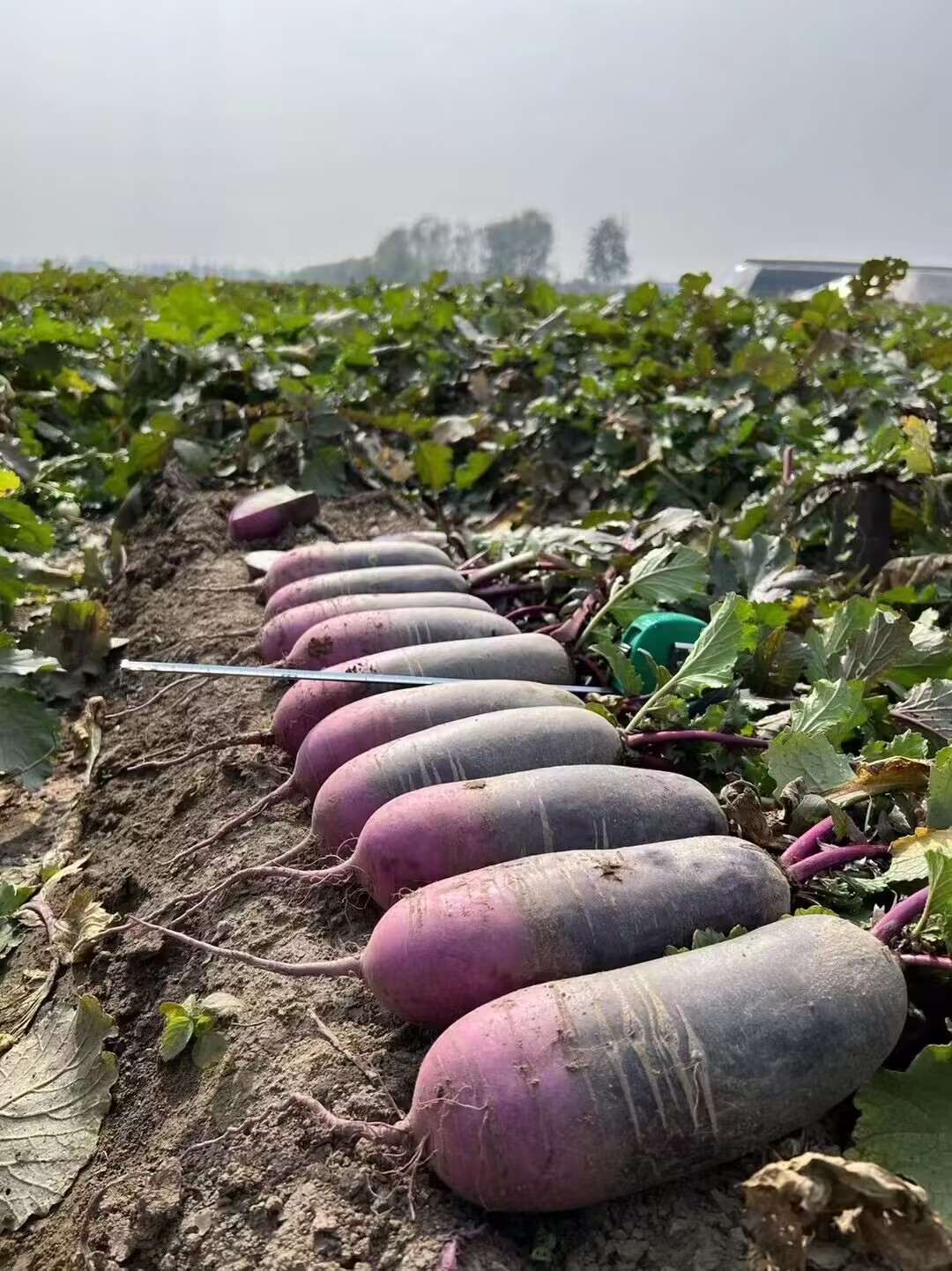 18日人民广场潍县萝卜群英荟萃，邀您一起品味寒亭