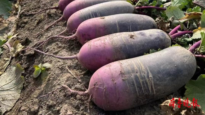 果然视频|宏润广果蔬18日将亮相寒亭潍县萝卜品鉴会