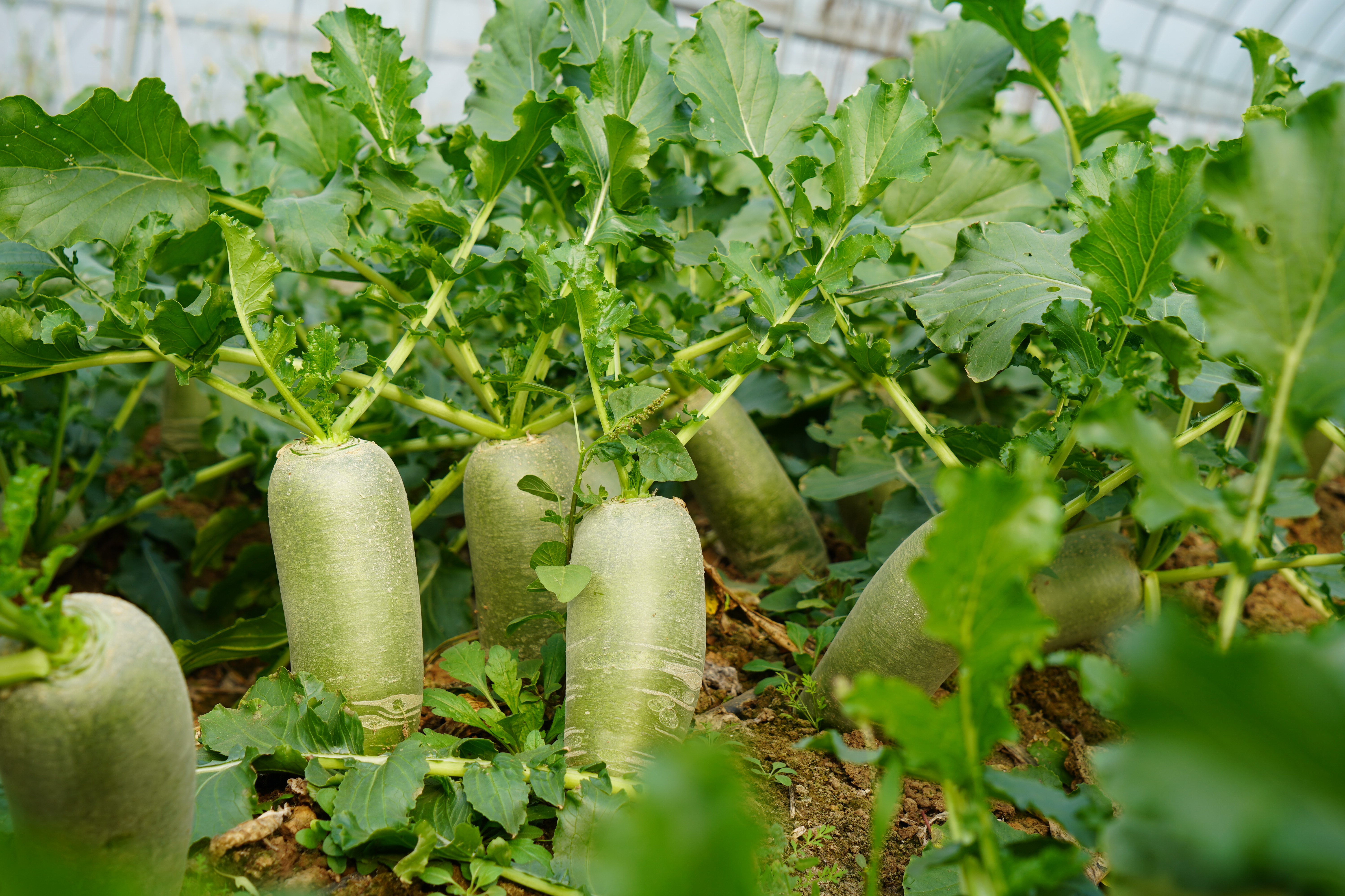 潍县萝卜凭什么“霸占”潍坊人的冬天？