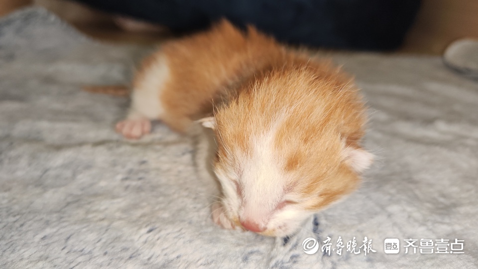 青年说｜克隆小橘猫，纯国产！