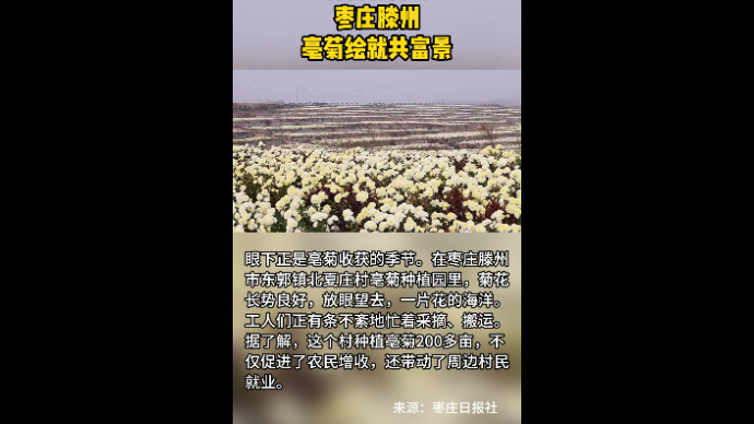 村村有好戏 枣庄滕州:亳菊绘就共富景