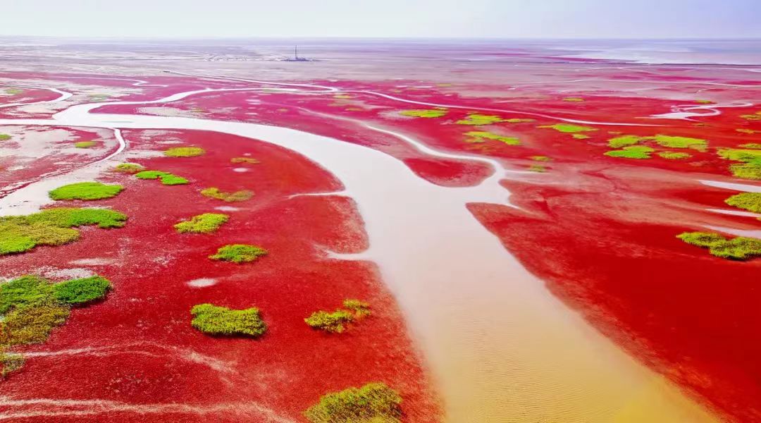 山东东营黄河入海口奇观"红地毯"北京旅游商会会长徐经仪说,以黄河入