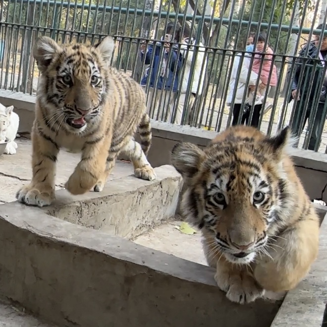 奖励多多快给枣庄动物园这三姐妹取个名