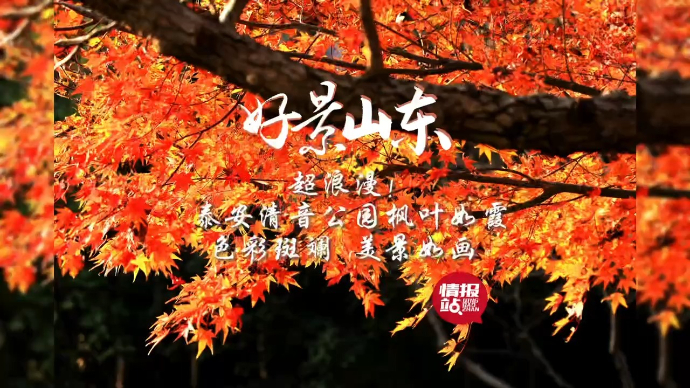 果然视频·好景山东|泰安清音公园枫叶如霞，色彩斑斓美景如画！