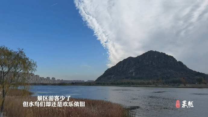 果然视频|冬日华山湖，芦苇起舞水鸟嬉戏