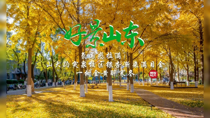 果然视频·好景山东|一树金黄醉寒冬！山东大学银杏迎来观赏季