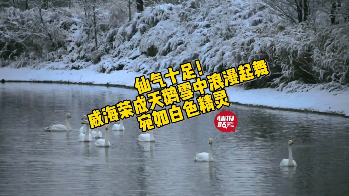 果然视频|仙气十足！威海荣成天鹅雪中起舞，壹粉拍下浪漫时刻