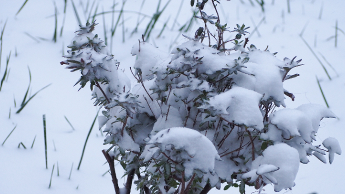 果然视频|济南大雪覆盖山川房屋树木，积雪有四五厘米深