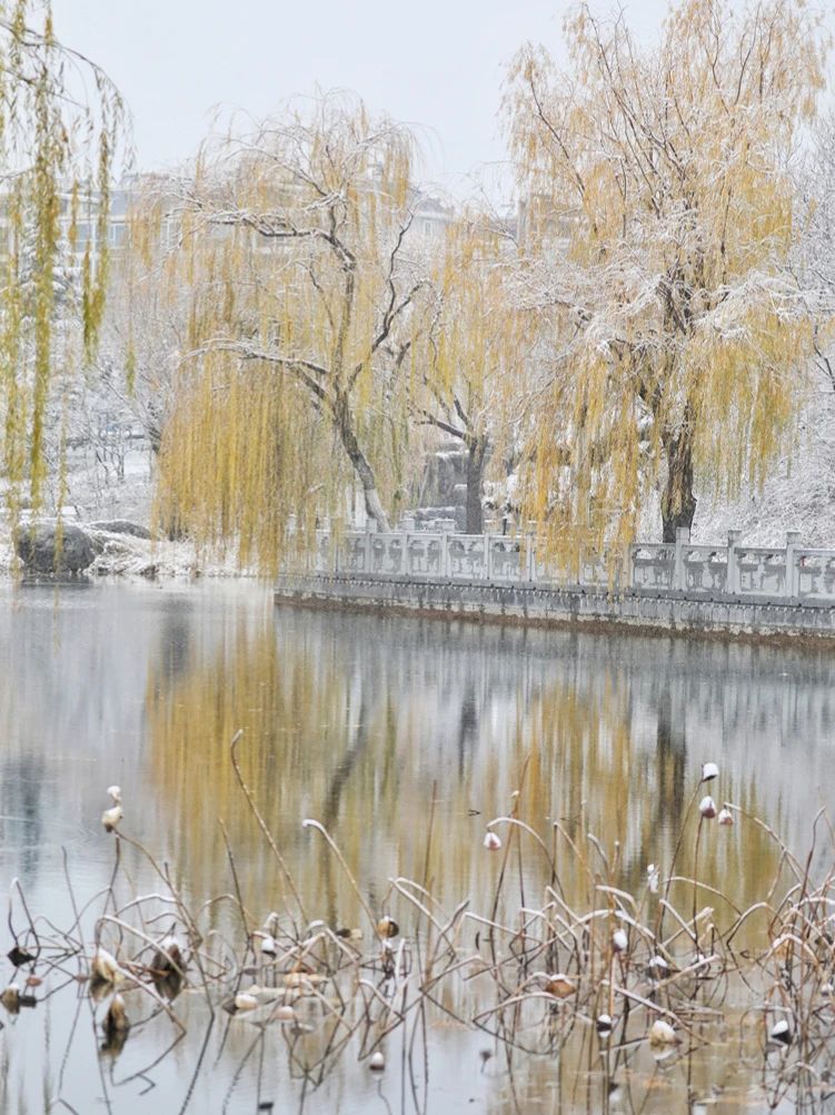 雪落泰安！堪称大自然巅峰之作！