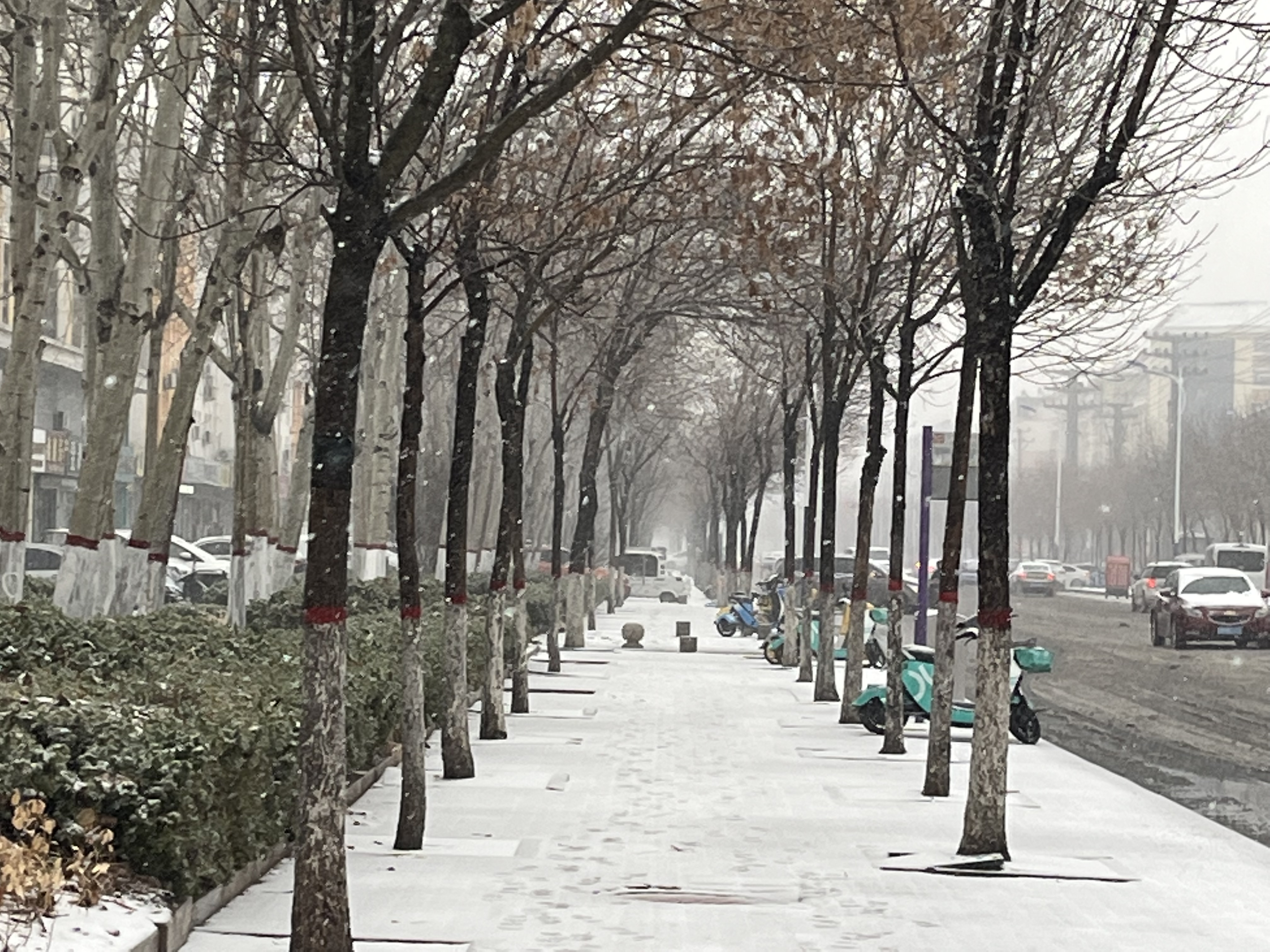 最大积雪深度18cm！16日起滨州气温暴跌，最低低于-15℃