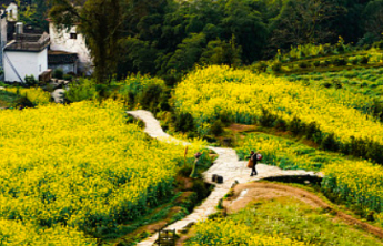 “菌棚+光伏双向奔赴”持续巩固脱贫攻坚成果 提速乡村全面振兴