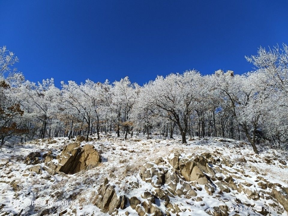 壹圖集玉樹瓊花泰山玉泉寺現雪松奇觀