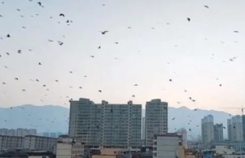 甘肃6.2级地震前后乌鸦成群聚集？专家：没有必然关联
