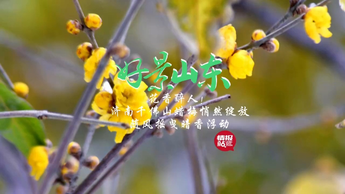 果然视频·好景山东|济南千佛山蜡梅悄然绽放，随风摇曳花香醉人