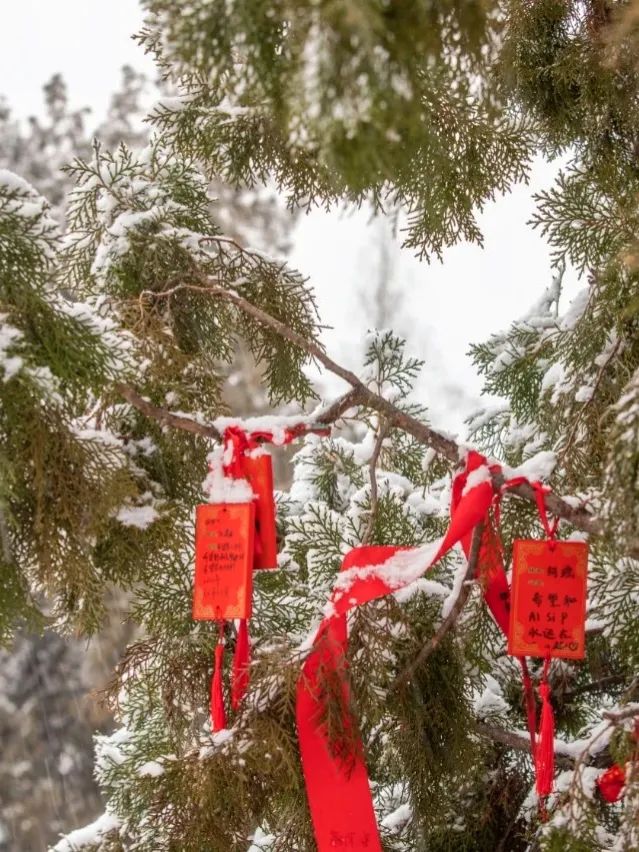 红墙黛瓦落白雪，感受岱庙千年岁月的沉淀
