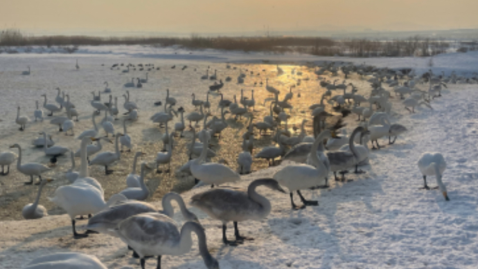 果然视频丨白里透白！雪后的天鹅湖灵动如画