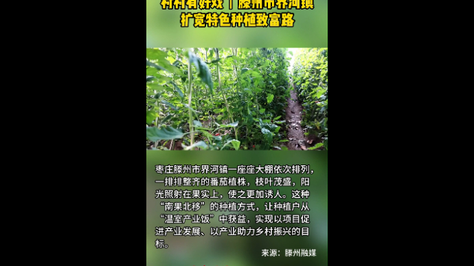 村村有好戏丨滕州市界河镇 扩宽特色种植致富路