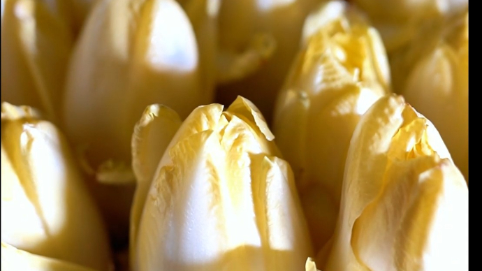 果然视频|不能见光的它浑身是宝，年产超十万斤带农户走上致富路