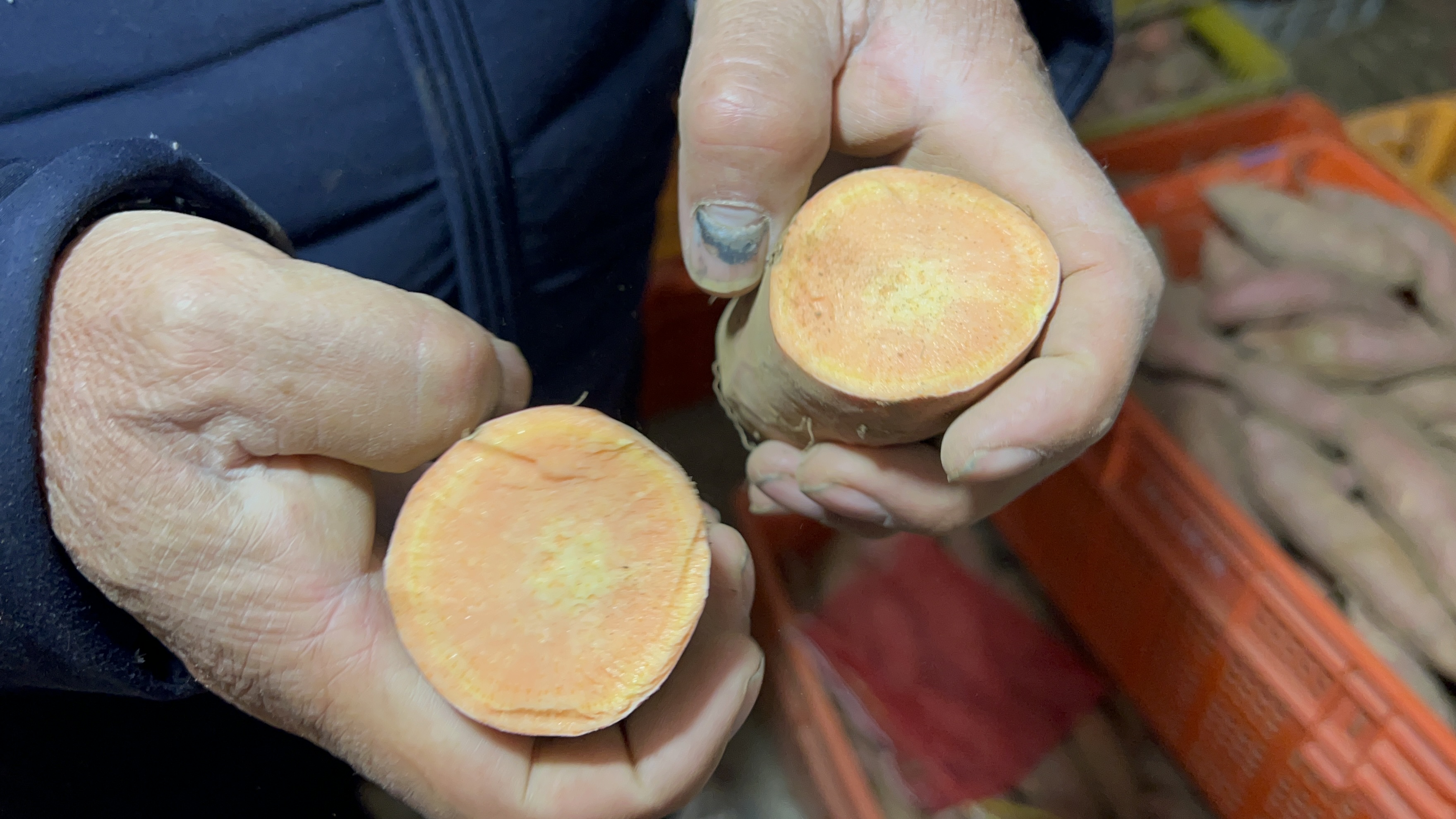 壹点帮办｜两万多斤地瓜滞销，威海一村书记线上寻“出路”