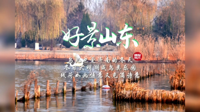 果然视频·好景山东|冬日大明湖成鸟类乐园，残荷如画惬意且美好