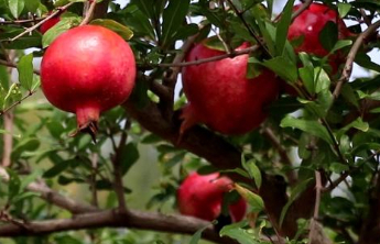  聚焦两会丨提升农业品牌效益，枣庄将实施石榴产业振兴工程