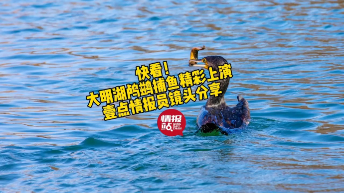 果然视频|快看！济南大明湖鸬鹚捕鱼精彩上演，情报员镜头分享