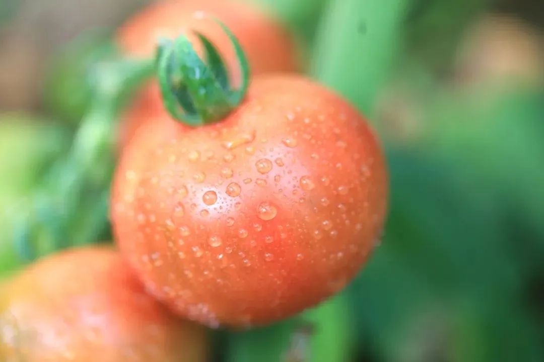 全国名特优新农产品名录公布，潍坊9个农产品入选