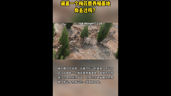 村村有好戏丨山亭冯卯藏着一个梅花鹿养殖基地 你去过吗？