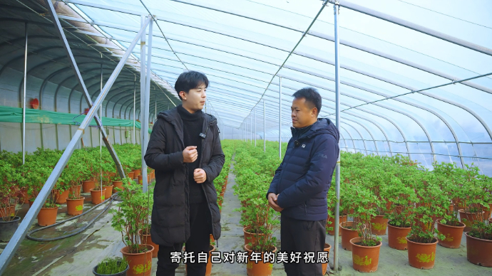 果然视频· 齐鲁“最”过年｜菏泽催花牡丹，只等春节俏争春