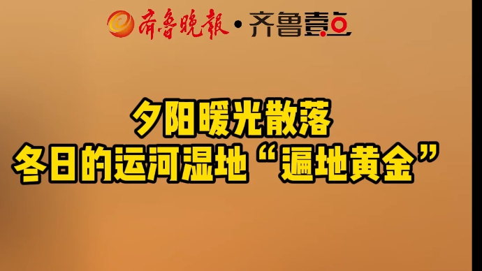 夕阳暖光散落 冬日的运河湿地“遍地黄金”