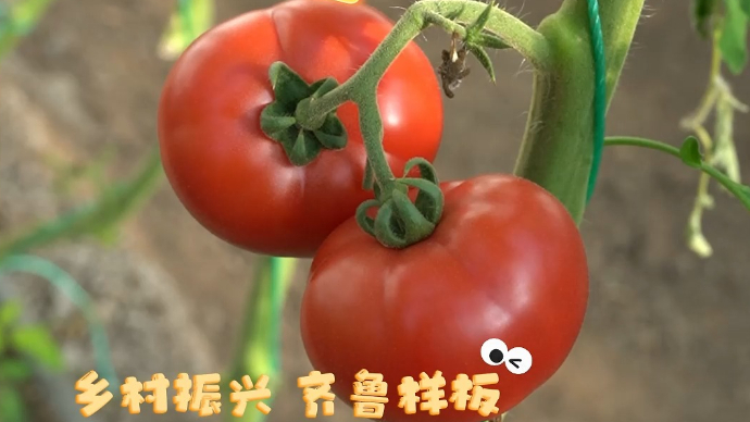 果然视频|合作社形式发展高质量农业，前阙庄村“好柿连连”