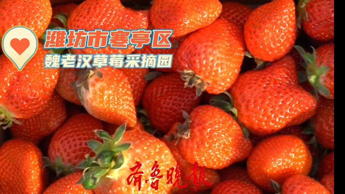 果然视频|草莓季来了，这出“好戏”有点甜