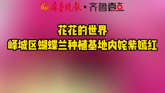 花花的世界 峄城区蝴蝶兰种植基地内姹紫嫣红