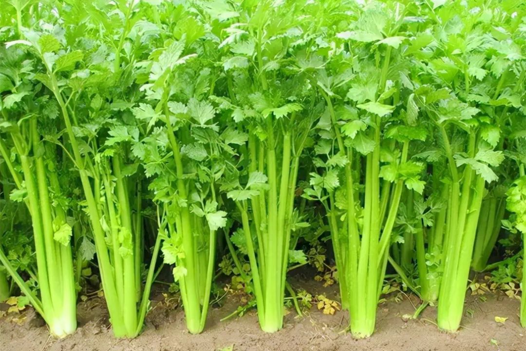 全省第一，潍坊9个农产品入选首批中国农耕农品记忆索引名录