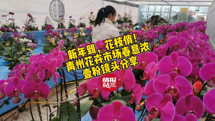 果然视频|新年到，花枝俏！青州花卉市场春意浓，壹粉镜头分享