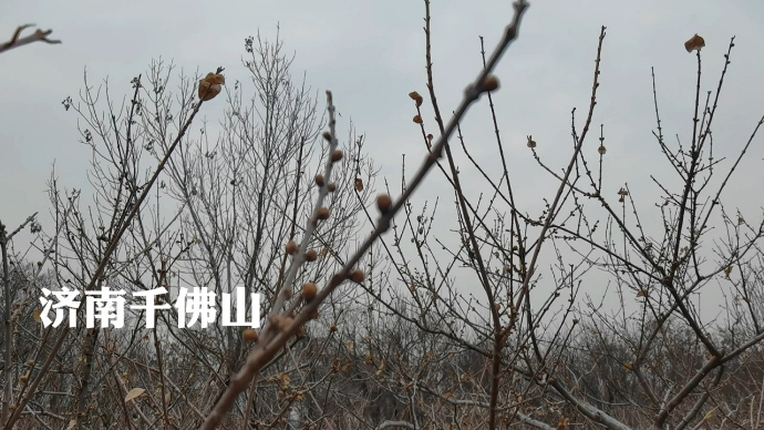 果然视频|可惜了！千佛山的蜡梅只有零星绽开