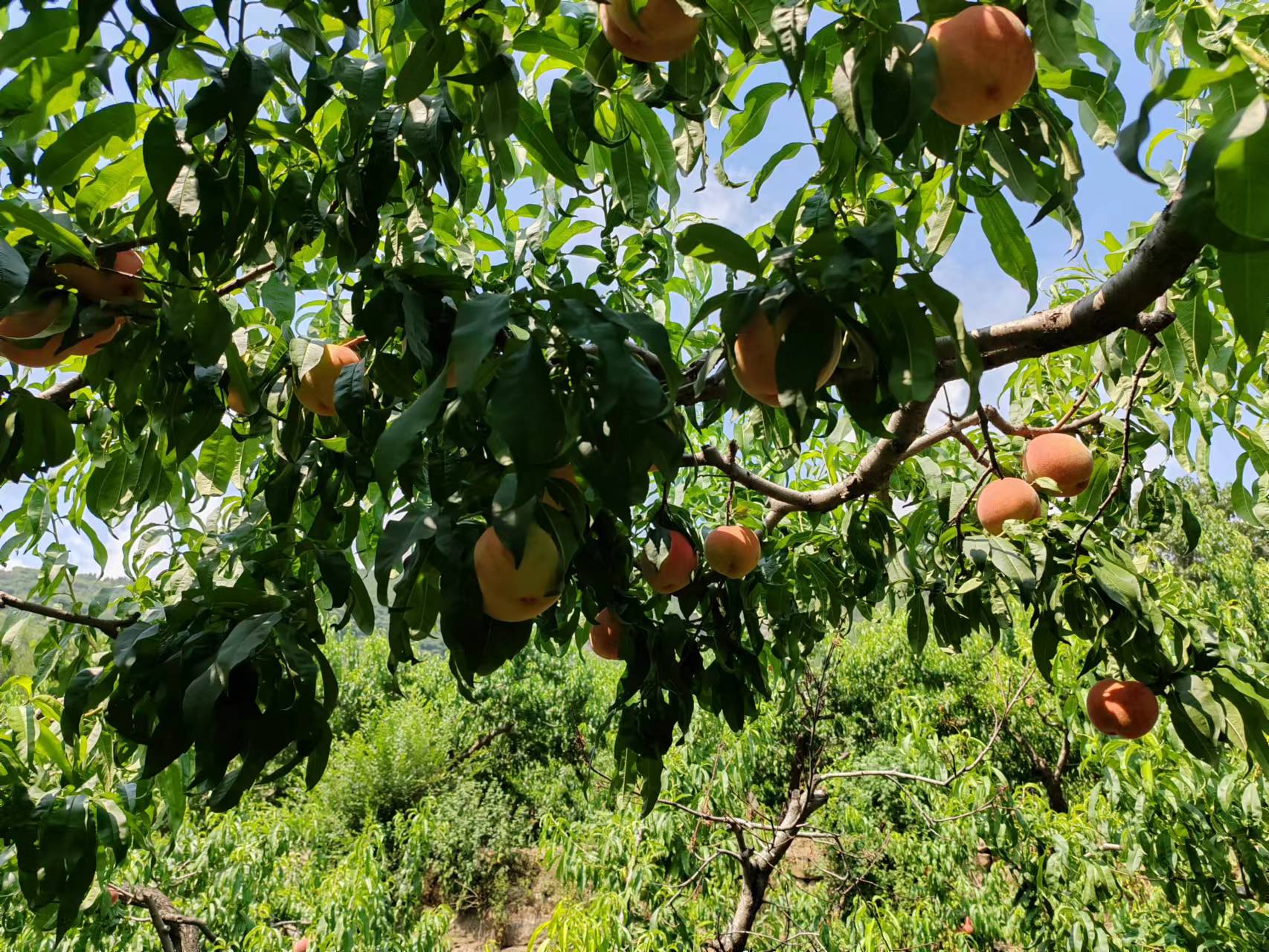 寻龙记|焕然一新青龙峪