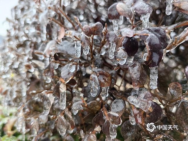 南方多地出现冻雨天气树叶车辆穿冰甲