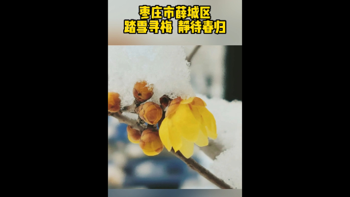 枣庄市薛城区踏雪寻梅  静待春归