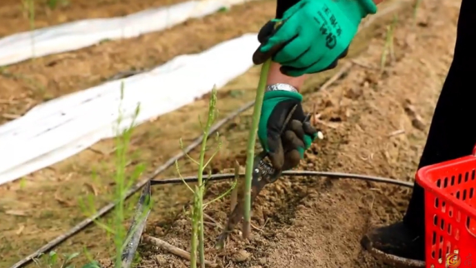 新春走基层丨德州：一次投资8年收益！芦笋种植助村民增收致富