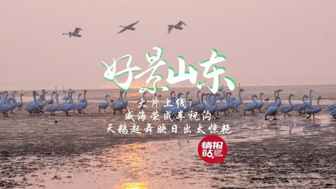 果然视频·好景山东|大片上线! 威海荣成天鹅起舞映日出太惊艳