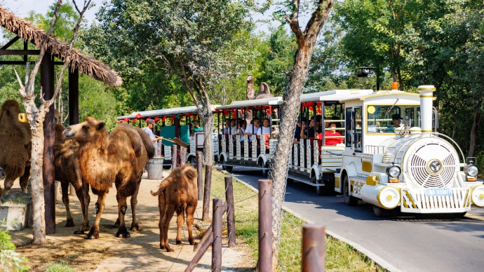 直播济南｜抓住假期的尾巴，来野生动物世界开启一段奇妙之旅