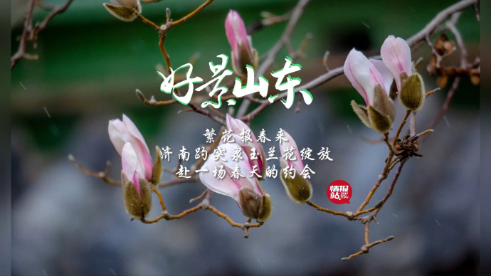 果然视频·好景山东|繁花报春来！济南趵突泉玉兰绽放，俏丽枝头