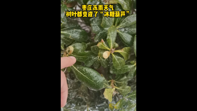 枣庄冻雨天气 树叶都变成了“冰糖葫芦”