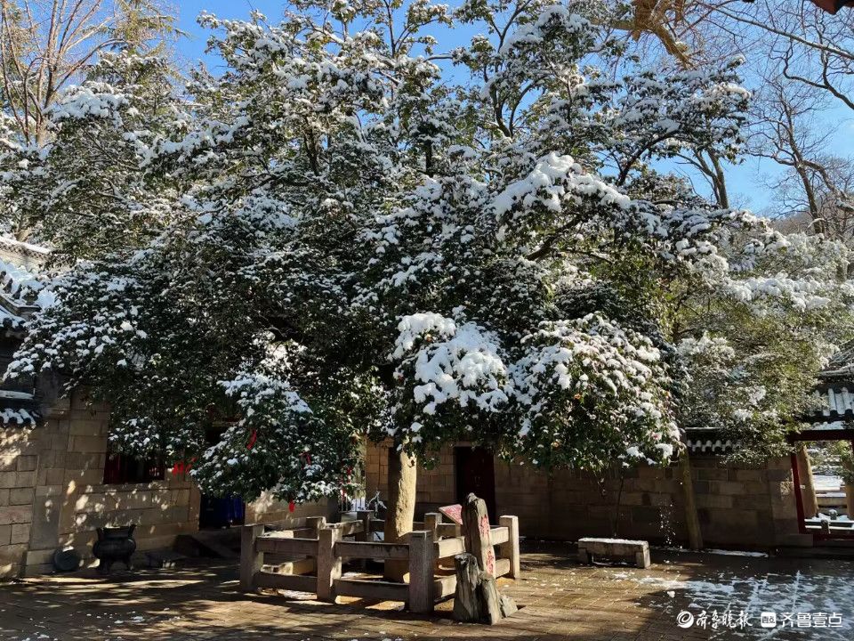 树梢“银花绽放”，白雪覆盖下的崂山风景区别具韵味