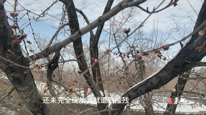 果然视频|风雪"摧花"，千佛山早开的桃花部分凋零